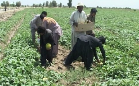 افتتاح21 طرح کشاورزی در خاش