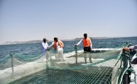 پرورش 5 هزار بچه ماهی در بندر چابهار با قفس دریایی