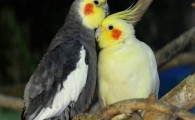 کشف بیش از 200 قطعه پرنده زینتی در سراوان