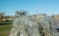 خسارت سرما به مزارع کشاورزی شهرستان دلگان+ تصاویر