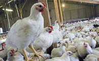 خطر کمبود گوشت مرغ در سیستان وبلوچستان/ مدیر کل جهاد کشاورزی: در تامین مرغ مشکلی نداریم