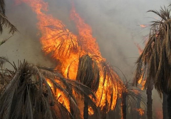 نخلستان،آتش سوزی، کشاورز، نخل خرما
عکس از اینترنت