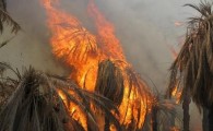 نخلستان،آتش سوزی، کشاورز، نخل خرما
عکس از اینترنت