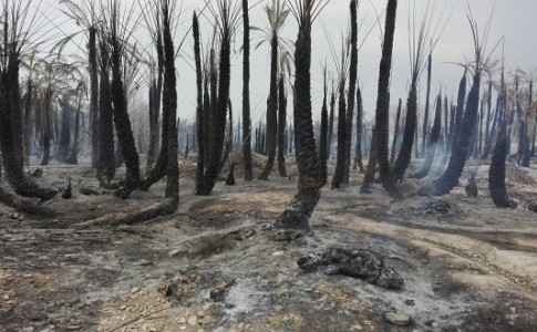 آتش در نخلستان روستای جهانی کلپورگان