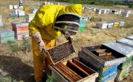 پرورش زنبور عسل در سیستان وبلوچستان