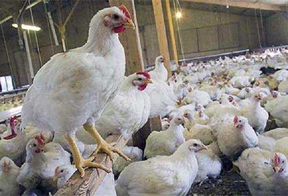 پرورش مرغ گوشتی