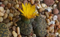 کدام سنگ‌ها در خانه به گل تبدیل می‌شوند؟