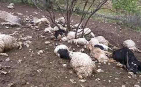 ۱۰‌ گوسفند بر اثر سیلاب در کهنک گووس شهرستان دلگان تلف شدند