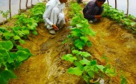 احداث گلخانه در دبستان پسرانه فرهنگیان سیب و سوران در راستای رونق تولید+ تصویر