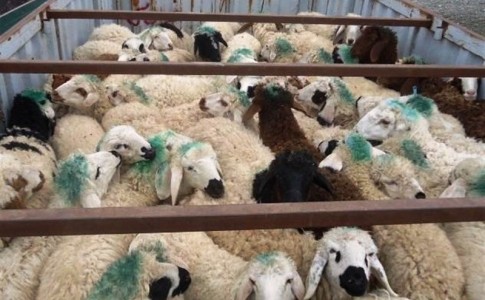 کشف ۱۱۰راس گوسفند قاچاق در میرجاوه