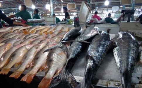 گلایه مندی شهروندان بندری از افزایش قیمت ماهی در بازار/ ماهی، غذای لاکچری هرمزگانی ها شده است