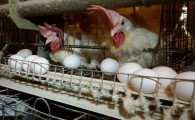 فعالیت 4 واحد تخم گذار صنعتی در سیستان و بلوچستان/ ظرفیت تولید سالانه2795 تن تخم مرغ