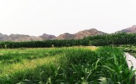 گزارش تصویری از مزارع کشاورزی دهستان گردشگری ناهوک  