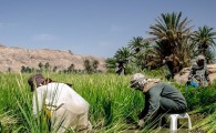 شبدر و علوفه جایگزین کشت برنج شد/ برداشت سالانه 2275 تن شلتوک در سیستان وبلوچستان