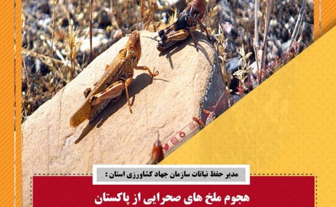 سیستان و بلوچستان در خطر حمله ملخ های صحرایی از پاکستان