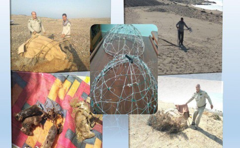 شگرد جدید صیادان غیرمجاز در سیستان و بلوچستان/موش ها طعمه ای برای صید پرندگان شکاری