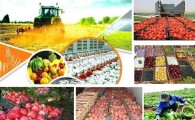 تولید سالانه 4 میلیون تن انواع محصولات کشاورزی دراستان