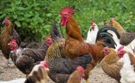 تحقق اقتصاد مقاومتی با پرورش مرغ بومی در نیمروز