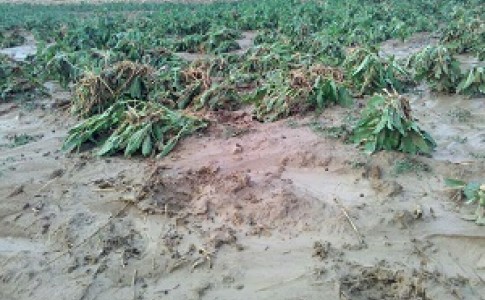 خسارت ۳۱میلیارد تومانی سیل به بخش کشاورزی در سراوان