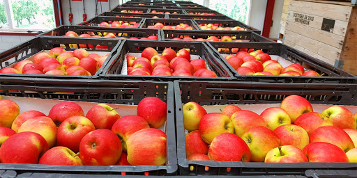 تأمین 650 تن میوه مورد نیاز استان در پایان سال و ایام نوروز