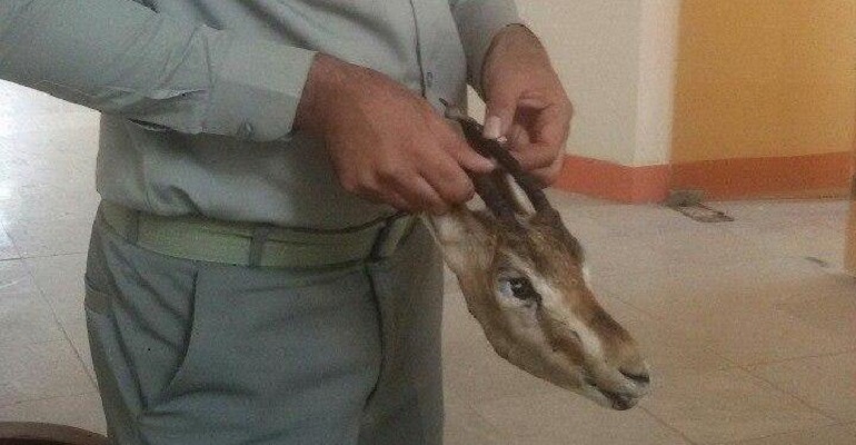 دستگیری شکارچی متخلف در ایرانشهر