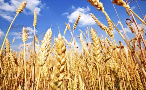 بیش از ۷۰۰تن دانه‌های طلایی گندم در ایرانشهر از کشاورزان خریداری شد