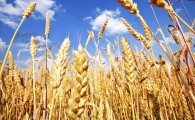 بیش از ۷۰۰تن دانه‌های طلایی گندم در ایرانشهر از کشاورزان خریداری شد