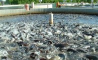 برداشت هزار و 550 کیلوگرم ماهی قزل آلا در مهرستان / سه هزار بچه ماهی در استخر های بتنی شهرستان رها سازی شد