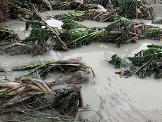 خسارت 3 پدیده مخرب جوی به بخش کشاورزی سیستان و بلوچستان