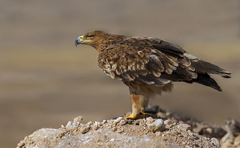 بازگشت یک بهله عقاب به طبیعت سیستان و بلوچستان