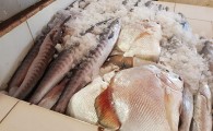 297 هزار تن ماهی از دریای عمان صید شد/11 کشور جهان مقصد آبزیان سیستان و بلوچستان