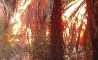 2 هزار و 500 اصله درخت خرما و پاجوش در آتش سوخت
