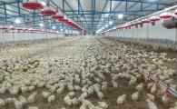تولید ۴٨٠ تن  گوشت مرغ در واحد های مرغداری زابل/ برنامه های جهاد کشاورزی در مسیر جهش تولید