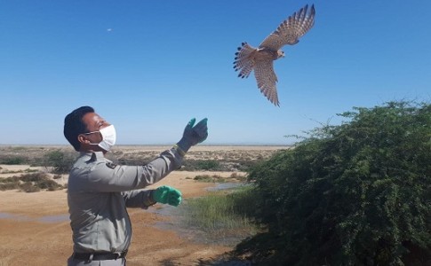 پرندگان کشف شده از متخلفان به دامان طبیعت بازگشتند/ کشف و انهدام 30 کوخه و ادوات زنده گیری پرندگان
