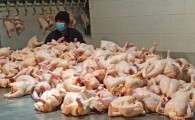 گوشت مرغ براساس درصد نهاده دریا‌فتی تحویل کشتارگاه شود/ایجاد اشتغال برای ۳۰ نفر