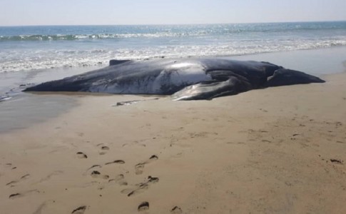 مشاهده لاشه نهنگ گوژپشت در سواحل کنارک