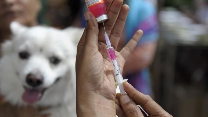 واکسیناسیون به موقع تنها راه پیشگیری از بیماری کشنده هاری/ بیش از 10 هزار قلاده سگ مایه کوبی شدند