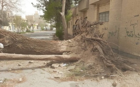 ریزگردها ده ها بیمار تنفسی را روانه بیمارستان کرد/سقوط ۳۴۹ درخت و تخریب ۲۳ دیوار مسکونی در پی طوفان