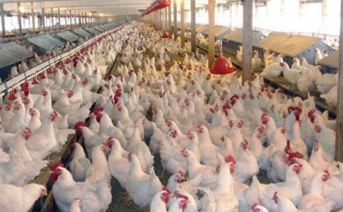 تشکیل پرونده تخلف یک واحد تولیدی مرغ زنده / با مخلان اقتصادی برخورد قانونی می شود