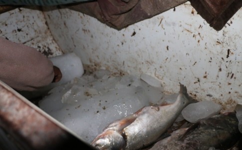 نجات ماهی های سد پیشین از چنگال صیادان غیرمجاز /متخلفان دستگیر شدند