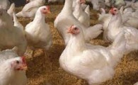 سامان بخشیدن به آشفته بازار مرغ در مهرستان/ حل مشکل گوشت سفید در گرو حمایت از سوی ارگان های مربوطه