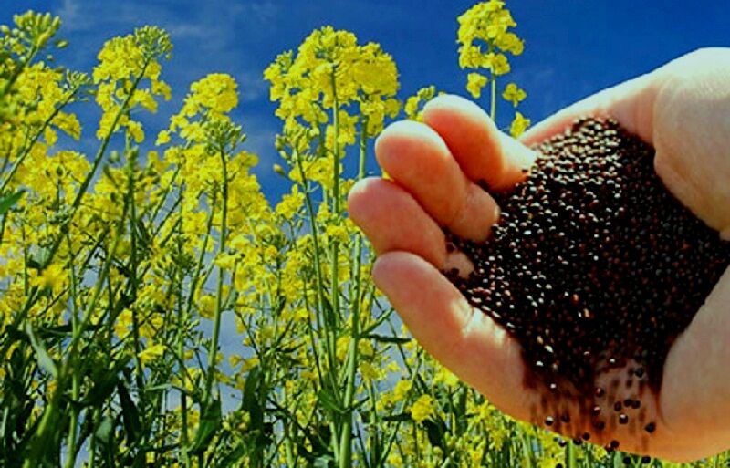 سیستان و بلوچستان اولین نقطه کشور در برداشت دانه‌های روغنی /پیش بینی برداشت بیش از ٣ هزار تن دانه روغنی کلزا