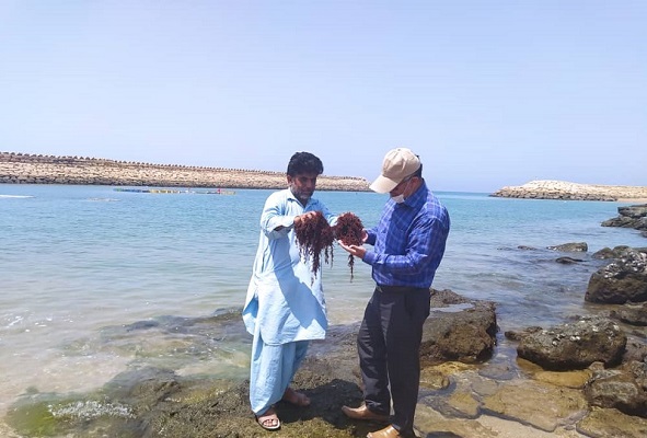 پروژه پرورش جلبک در نوار ساحلی جنوب سیستان و بلوچستان اجرا می شود