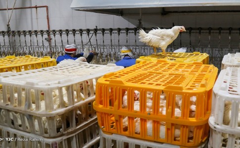 بحران جدی جوجه یکروزه؛ آرامش بازار مرغ در خطر است