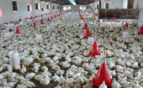 افزایش 9 واحد صنعتی پرورش مرغ در سیب و سوران/ ۵۶٠ میلیارد ریال سرمایه‌گذاری شد