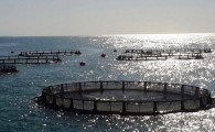 پرورش ماهی در قفس؛ طرحی اشتغال زا و مولد/ مانع زدایی ها جهش تولید را در سواحل مکران رقم می زند