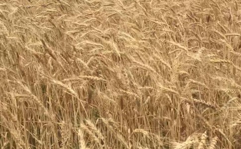 خرید بیش از ٣ هزار تن گندم بذری از گندم کاران سیستان و بلوچستان