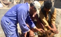 پلاک کوبی بیش از 26 هزار راس دام در سیستان و بلوچستان