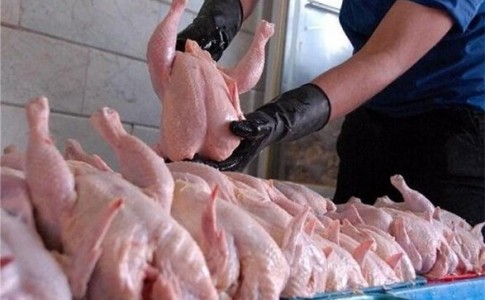 رفع عطش بازار با افزایش حجم ورودی مرغ از سایر استان ها/دلالان و سودجویان عامل سیر صعودی قیمتها