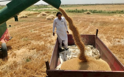 خرید۲۰هزارتن گندم از کشاورزان سیستان و بلوچستان